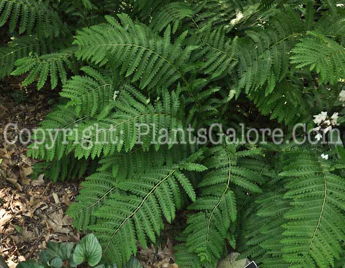 PGC-F-Osmunda-claytoniana-aka-Interrupted-Fern-2