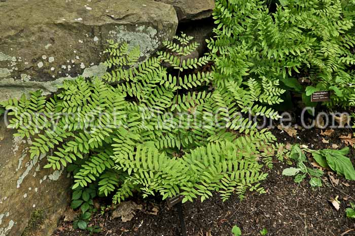 PGC-F-Osmunda-regalis-aka-Regal-Fern-1