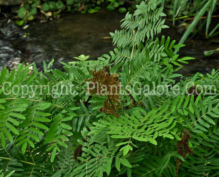 PGC-F-Osmunda-regalis-aka-Regal-Fern-2