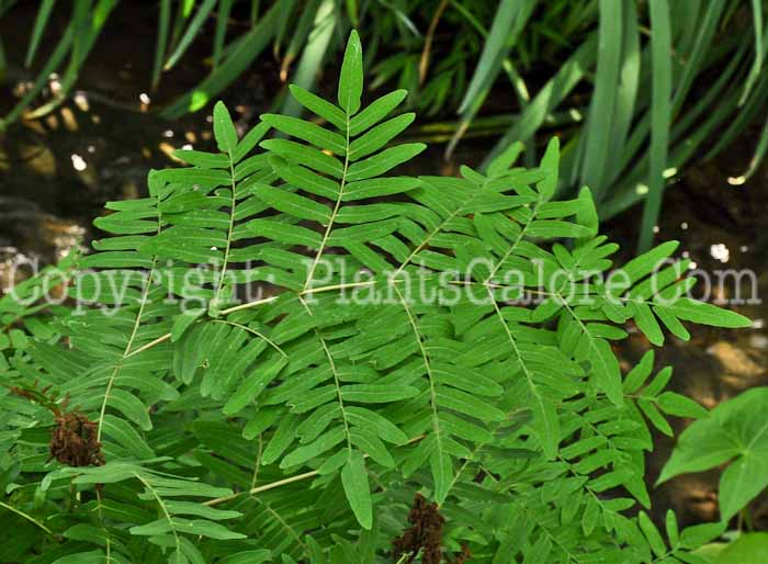 PGC-F-Osmunda-regalis-aka-Regal-Fern-3