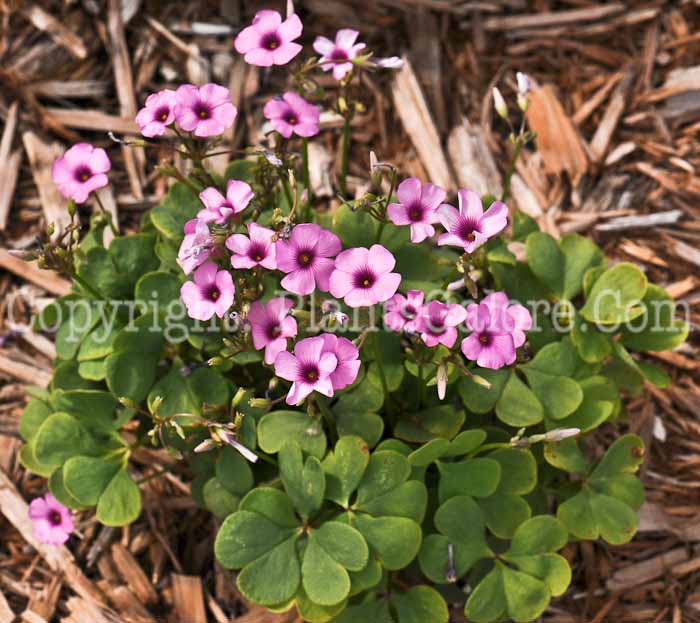PGC-P-Oxalis-Pink-Pillow-AA-2010-001