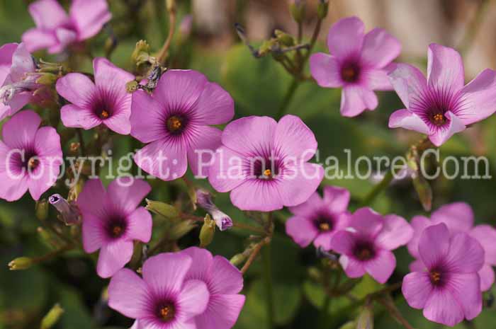 PGC-P-Oxalis-Pink-Pillow-AA-2010-002