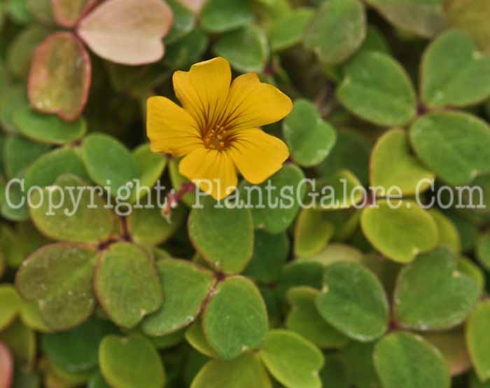 PGC-P-Oxalis-vulcanicola-Molten-Lava-2011-01
