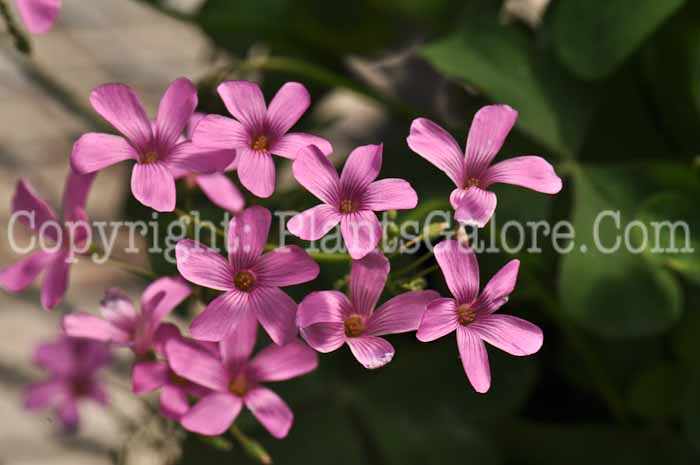 PGC-P-Oxalis-crassipes-Rosea-05-2012-01