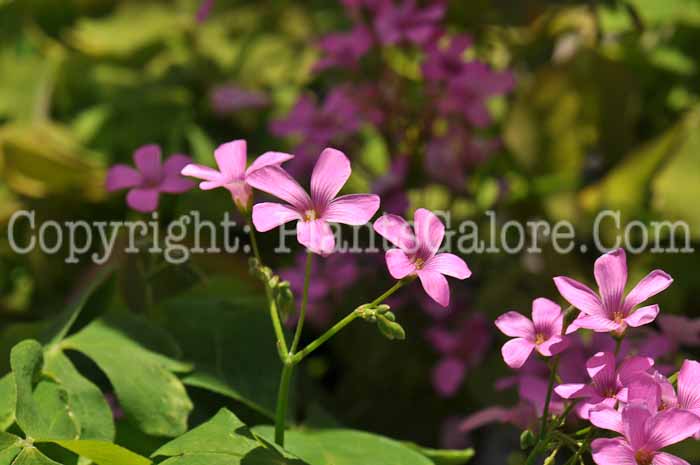 PGC-P-Oxalis-crassipes-Rosea-05-2012-03
