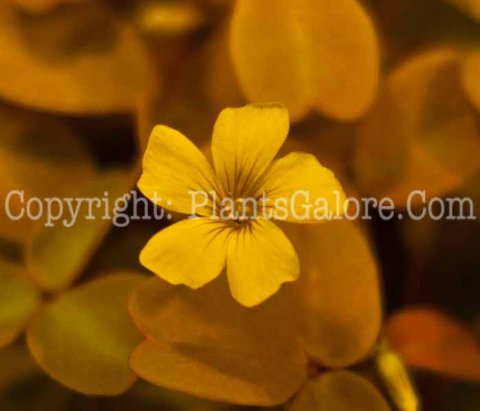 PGC-A-Oxalis-vulcanicola-Velvet-Sunset-0514-1