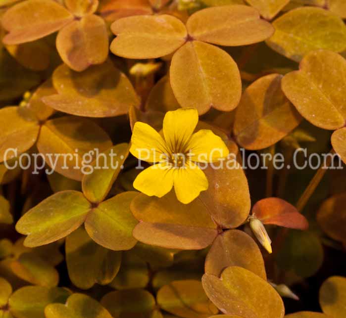 PGC-A-Oxalis-vulcanicola-Velvet-Sunset-0514-2