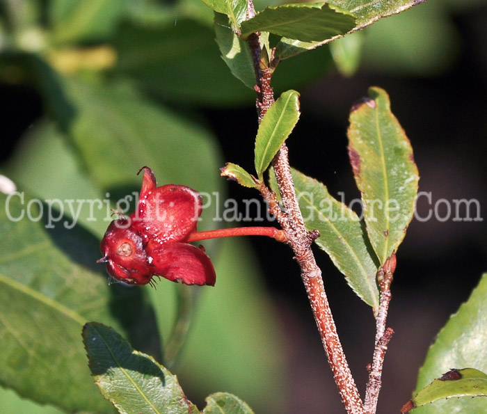 PGC-S-Ochna-serrulata-aka-Mickey-Mouse-Plant-2