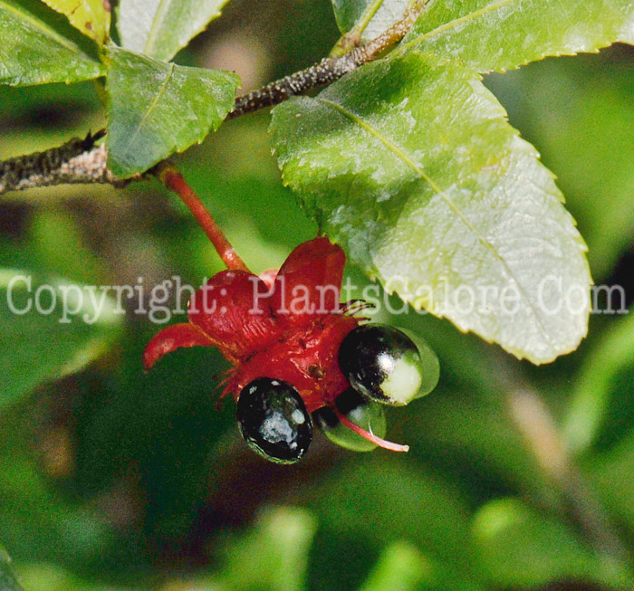 PGC-S-Ochna-serrulata-aka-Mickey-Mouse-Plant-4