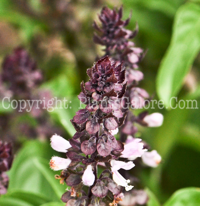 PGC-A-Ocimum-basilicum-Floral-Spires-Lavender-aka-Basil-912 (1 of 5)