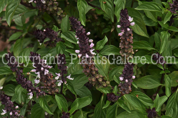 PGC-A-Ocimum-basilicum-Floral-Spires-Lavender-aka-Basil-912 (4 of 5)