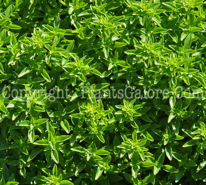 PGC-A-Ocimum-basilicum-Minette-aka-Basil-713-1