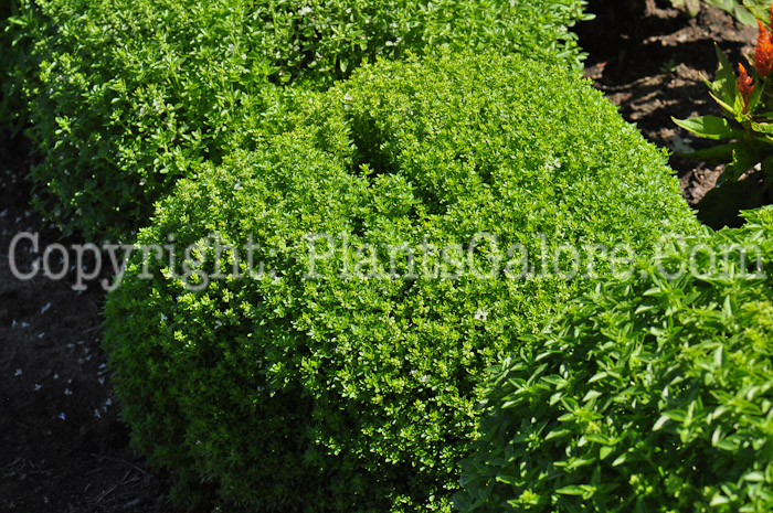 PGC-A-Ocimum-basilicum-Minette-aka-Basil-713-2