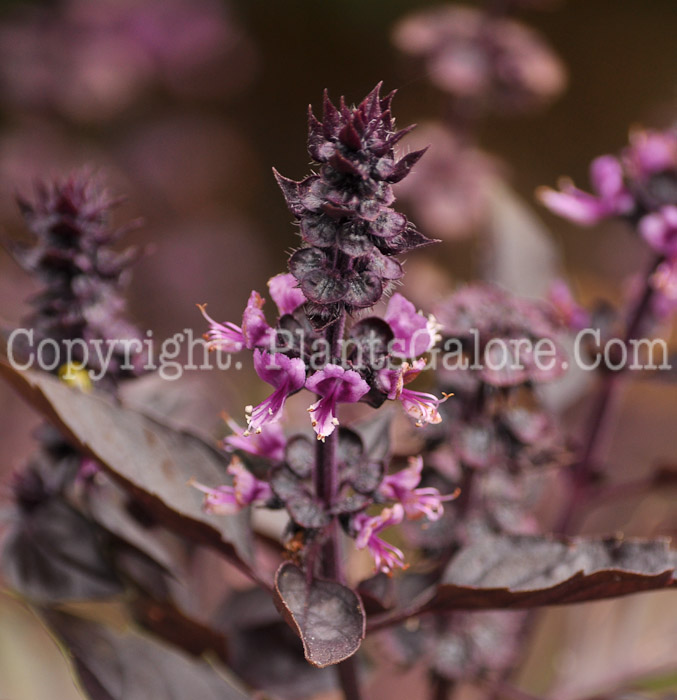 PGC-A-Ocimum-basilicum-Purpureum-aka-Purple-Basil-912 (1 of 2)