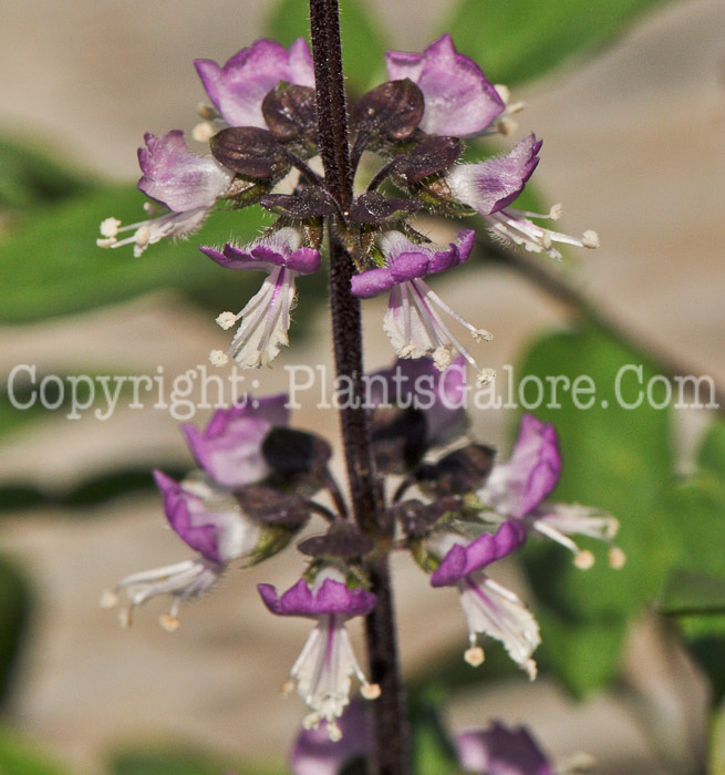 PGC-A-Ocimum-basilicum-aka-Basil-Cinnamon-1