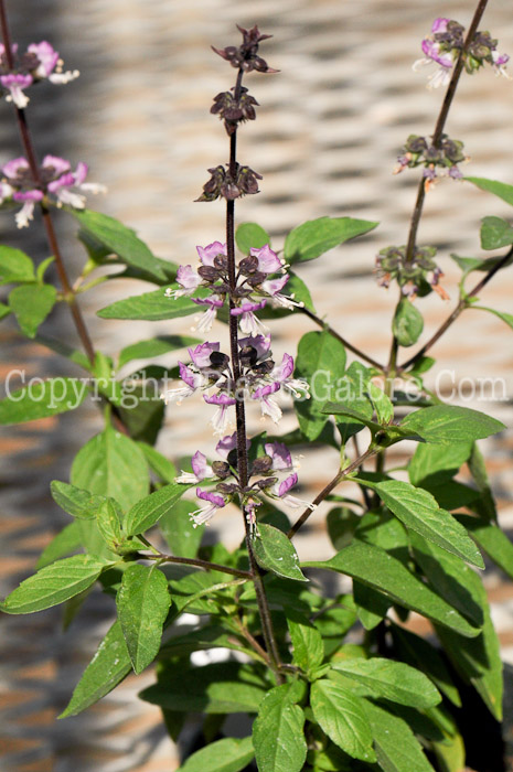 PGC-A-Ocimum-basilicum-aka-Basil-Cinnamon-2