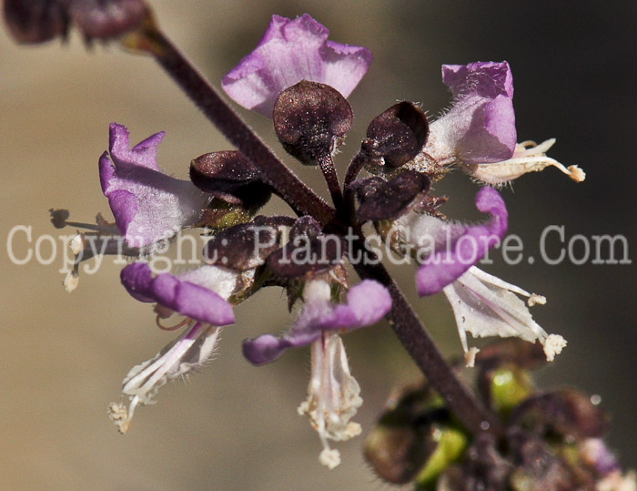 PGC-A-Ocimum-basilicum-aka-Basil-Cinnamon-4