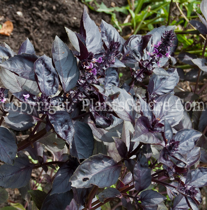 PGC-A-Ocimum-basilicum-aka-Purple-Basil-1013-1