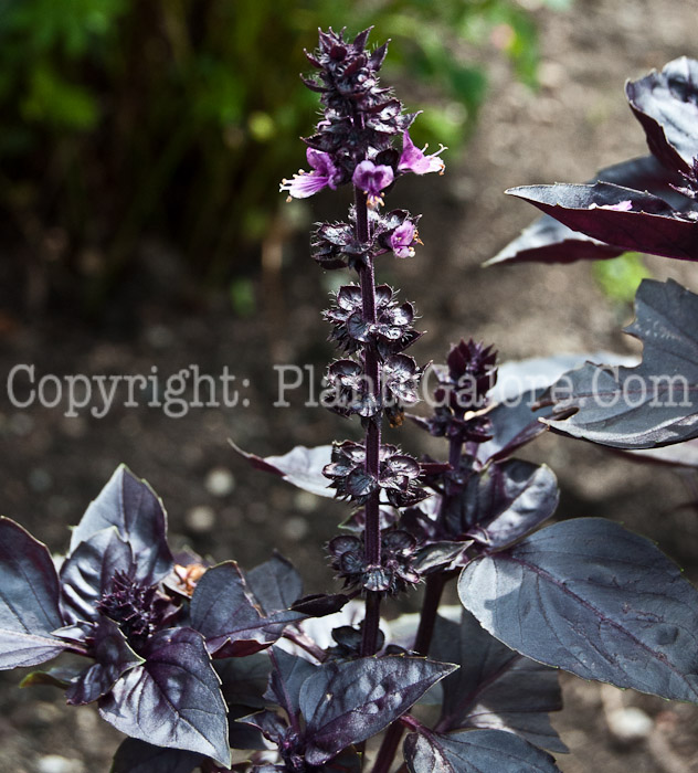 PGC-A-Ocimum-basilicum-aka-Purple-Basil-1013-2