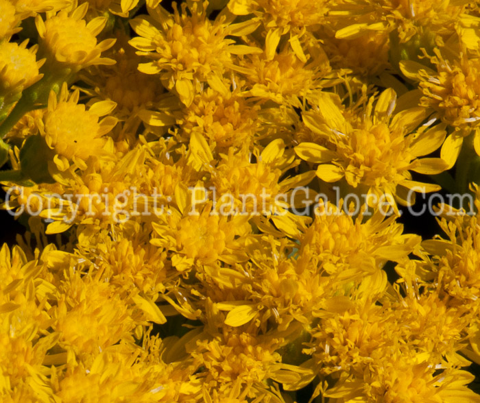 PGC-P-Oligoneuron-rigidum-aka-Stiff-Goldenrod-0814-1