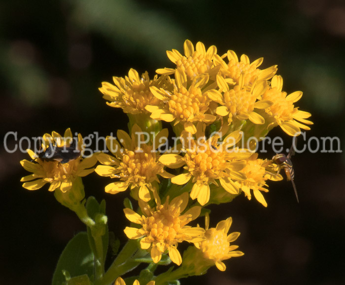 PGC-P-Oligoneuron-rigidum-aka-Stiff-Goldenrod-0814-2