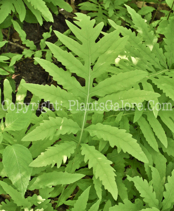 PGC-F-Onoclea-sensibilis-aka-Sensitive-Fern-1