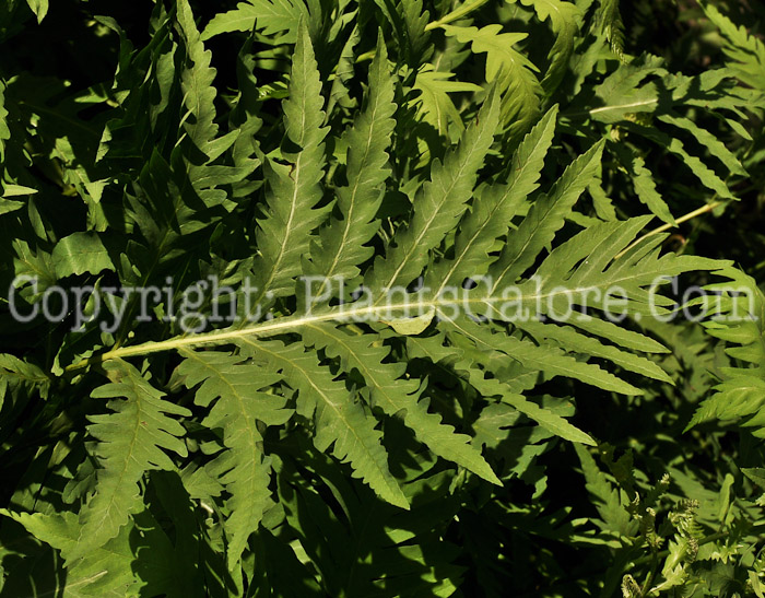 PGC-F-Onoclea-sensibilis-aka-Sensitive-Fern-5