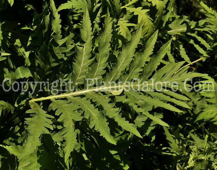 PGC-F-Onoclea-sensibilis-aka-Sensitive-Fern-5