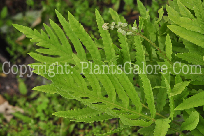 PGC-F-Onoclea-sensibilis-aka-Sensitive-Fern-613-3