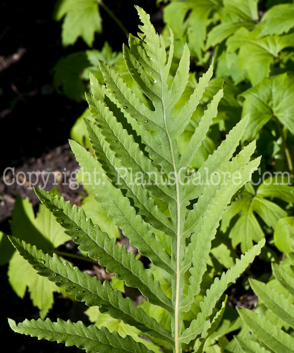 PGC-P-Onoclea-sensibilis-aka-Sensitive-Fern-0514r-2