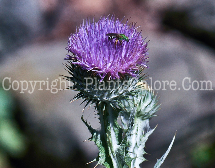 PGC-P-Onopordum-acanthium-aka-Scotch-Thistle-flowers-1