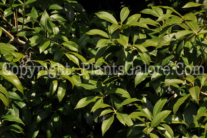 PGC-S-Osmanthus-fortunei-SC-2-2012-1