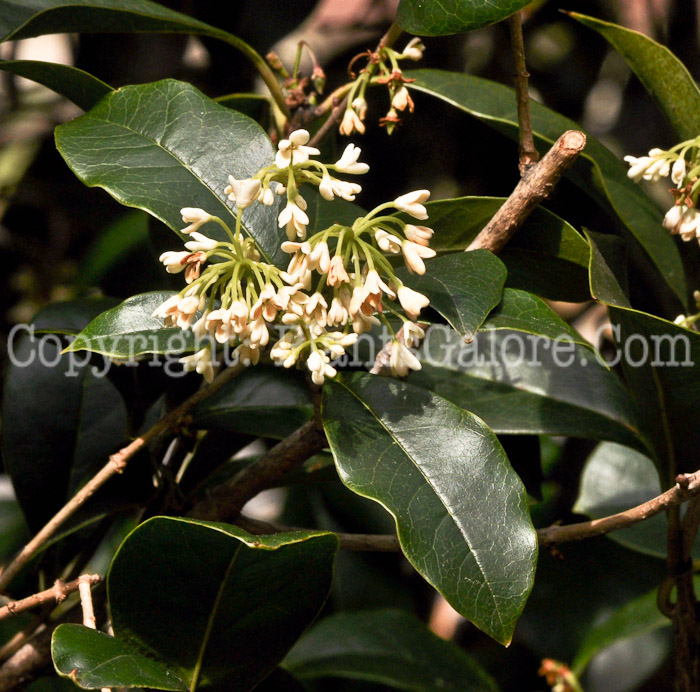 PGC-S-Osmanthus-fragera-SC-02-2012-1