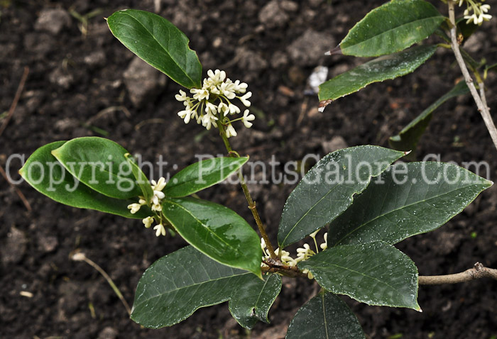 PGC-S-Osmanthus-fragrans-MSU-8-2011-001