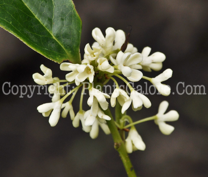 PGC-S-Osmanthus-fragrans-MSU-8-2011-002