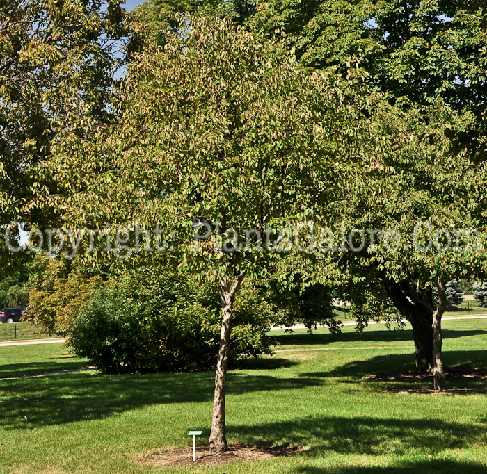 PGC-T-Ostrya-virginiana-aka-Hop-Hornbeam-1