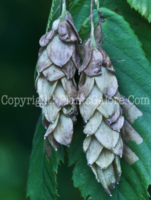 PGC-T-Ostrya-virginiana-aka-Hop-Hornbeam-10