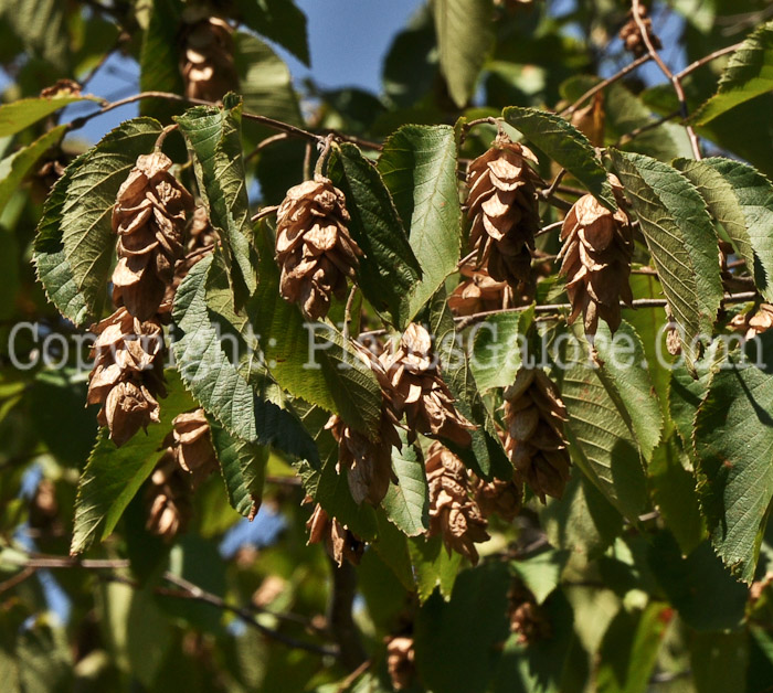 PGC-T-Ostrya-virginiana-aka-Hop-Hornbeam-2