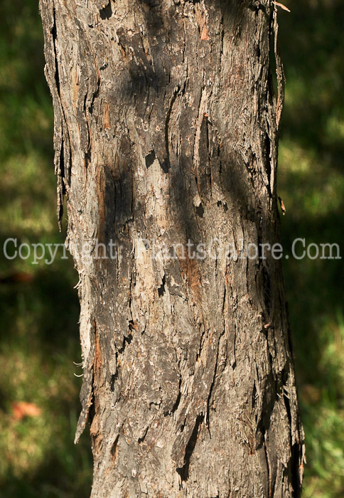 PGC-T-Ostrya-virginiana-aka-Hop-Hornbeam-3