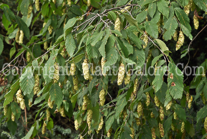 PGC-T-Ostrya-virginiana-aka-Hop-Hornbeam-8