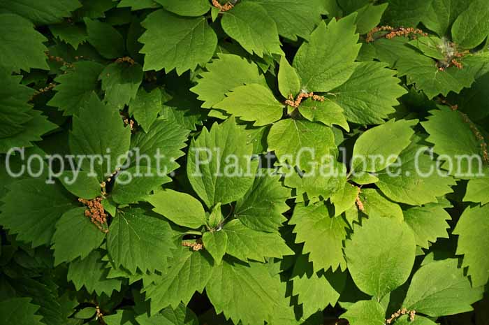 PGC-P-Pachysandra-procumbens-aka-Alleghany-Spurge-4