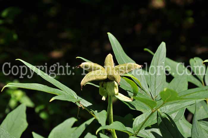 PGC-P-Paeonia-ostii-Arnold-6-2011-002