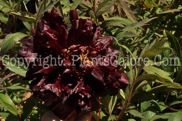 PGC-P-Paeonia-suffruticosa-Black-Panther-04-2012-4