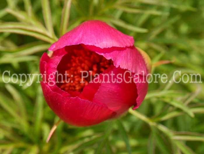 PGC-P-Paeonia-tenufolia-msu-04-2012-1