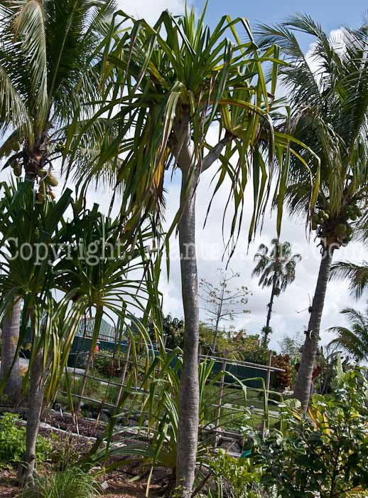 PGC-T-Pandanus-furcatus-aka-Himalayan-Screw-Pine-0214-3-1