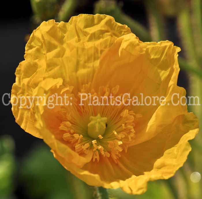 PGC-P-Papaver-Champagne-Bubbles-Iceland-1-0001