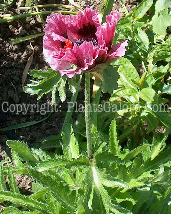 PGC-P-Papaver-orientale-Marlene-05
