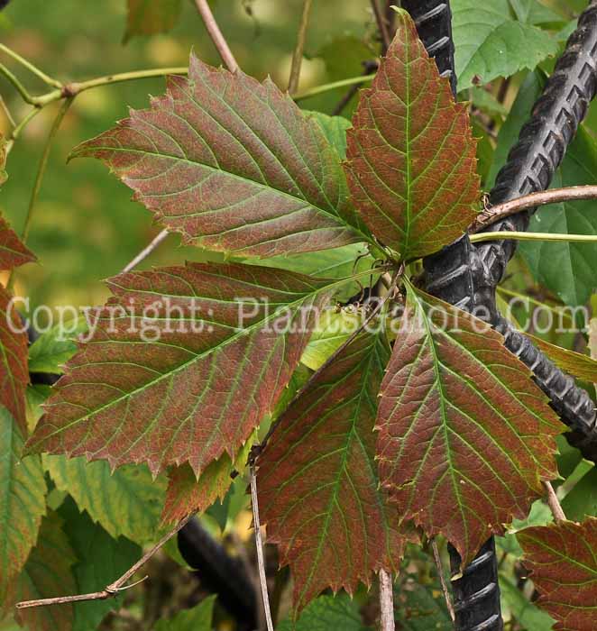 PGC-V-Parthenocissus-inserta-aka-Virginia-Creeper-1