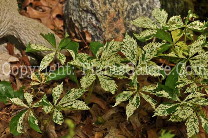 PGC-V-Parthenocissus-quinquefolia-Variegata-aka-Virginia-Creeper-1