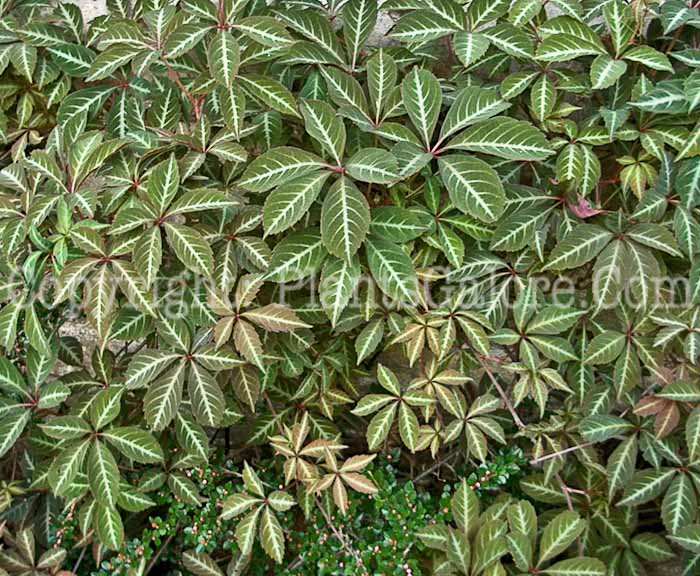 PGC-V-Parthenocissus-quinquefolia-Variegata-aka-Virginia-Creeper-2